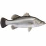 Barramundi