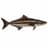 Cobia