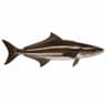 Cobia