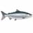 Coho Somonu