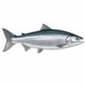 Coho Somonu