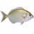 Sarpa