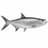 Tarpon