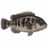 Tautog
