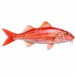 Barbun (Red Mullet)