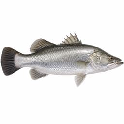 Barramundi (Barramundi)