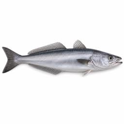Berlam (European Hake)