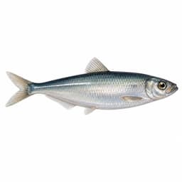 Çaça (European Sprat)