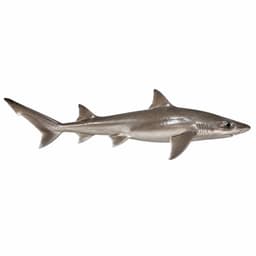 Camgöz (Smooth-hound)