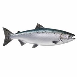 Chinook Somonu (Chinook Salmon)
