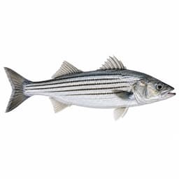 Çizgili Levrek (Striped Bass)