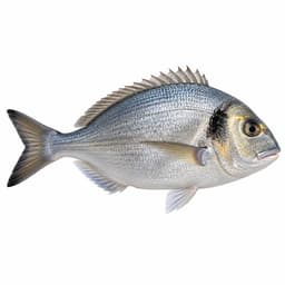 Çupra (Gilthead Seabream)