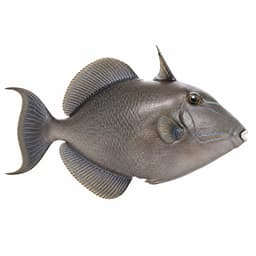 Çütre (Domuz Balığı) (Grey Triggerfish)