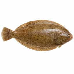 Dil Balığı (Common Sole)