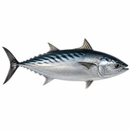 Gobene (Frigate Tuna)