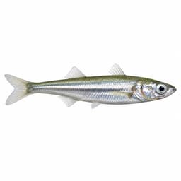 Gümüş (Sand Smelt)