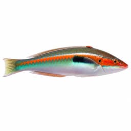 Gün Balığı (Rainbow Wrasse)