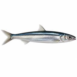 Hamsi (European Anchovy)