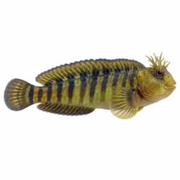 Horozbina (Peacock Blenny)