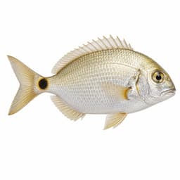 İsparoz (Annular Seabream)