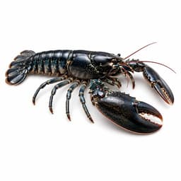 İstakoz (European Lobster)