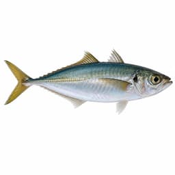 İstavrit (Mediterranean Horse Mackerel)