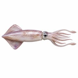Kalamar (European Squid)