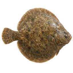 Kalkan (Turbot)