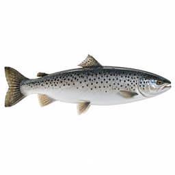 Karadeniz Alabalığı (Black Sea Salmon)
