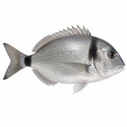 Karagöz (Two-banded Seabream)