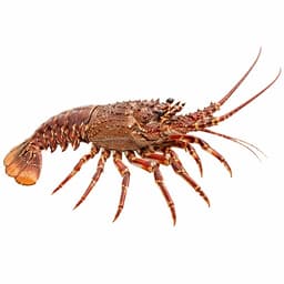 Karavida (Böcek) (European Spiny Lobster)