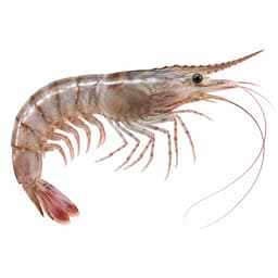Karides (Caramote Prawn)