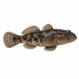 Kaya Balığı (Black Goby)