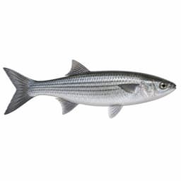 Kefal (Flathead Grey Mullet)