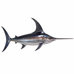 Kılıç Balığı (Swordfish)