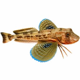 Kırlangıç (Tub Gurnard)