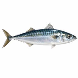 Kolyoz (Chub Mackerel)