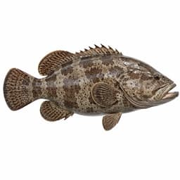 Lagos (Malabar Grouper)