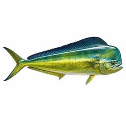 Lampuga (Mahi-Mahi)