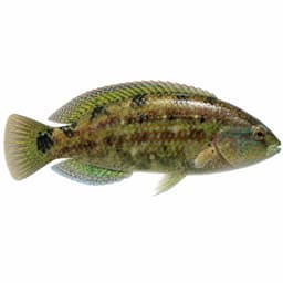 Lapin (Peacock Wrasse)
