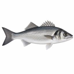 Levrek (European Seabass)
