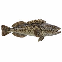Lingkod (Lingcod)