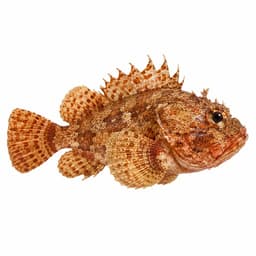 Lipsoz (İskorpit) (Red Scorpionfish)
