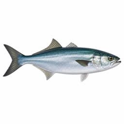 Lüfer (Bluefish)