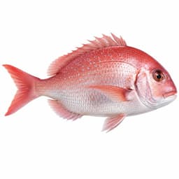 Madai (Red Sea Bream)