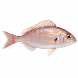 Mandagöz Mercan (Axillary Seabream)