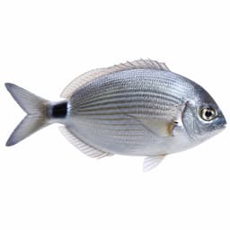 Melanur (Saddled Bream)