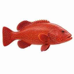 Mercan Alabalığı (Coral Trout)