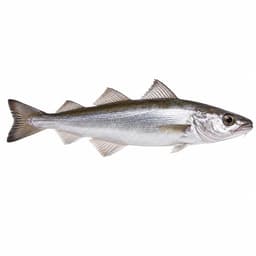 Mezgit (Whiting)
