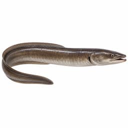 Mığrı (Conger Eel)